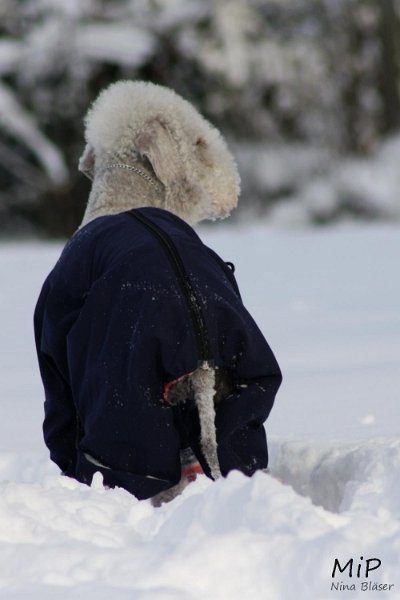 2010-12-25 Airis Blue Volshebny Svet (6).jpg